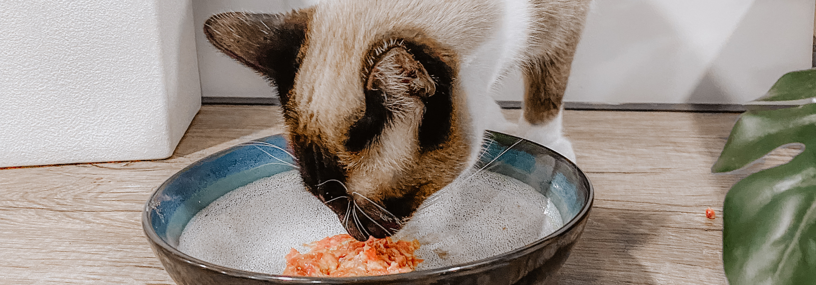 Guide to Transitioning Kittens