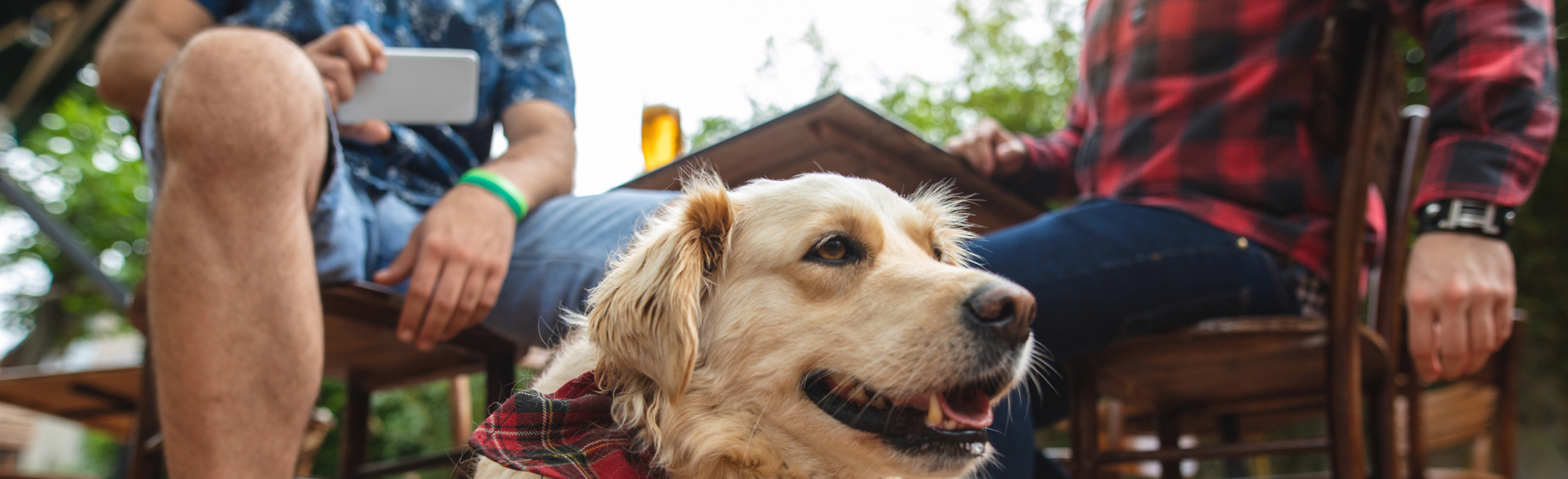 Dog-friendly summer activities