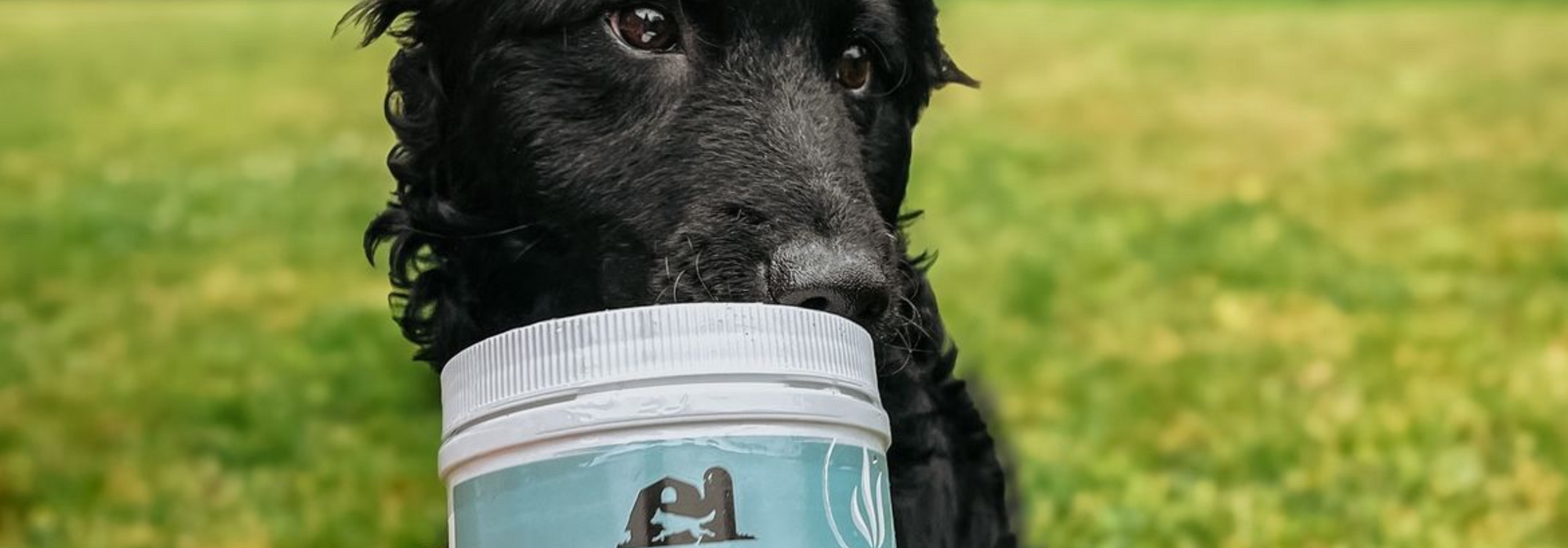 Boost Your Dog’s Thyroid Health - Raw Performance Dog Food
