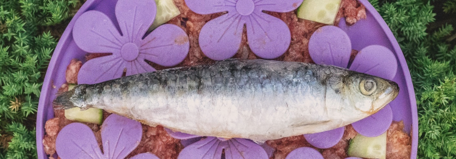 Boost Your Pet’s Health with Omega-3