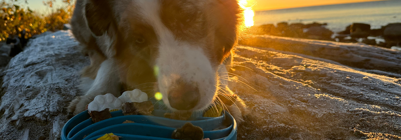 Introducing a Raw Diet to Senior Dogs: A Complete Guide