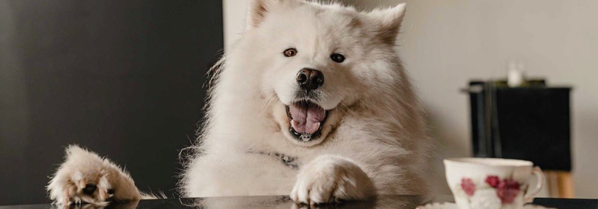 Weaning dog sales off raw diet