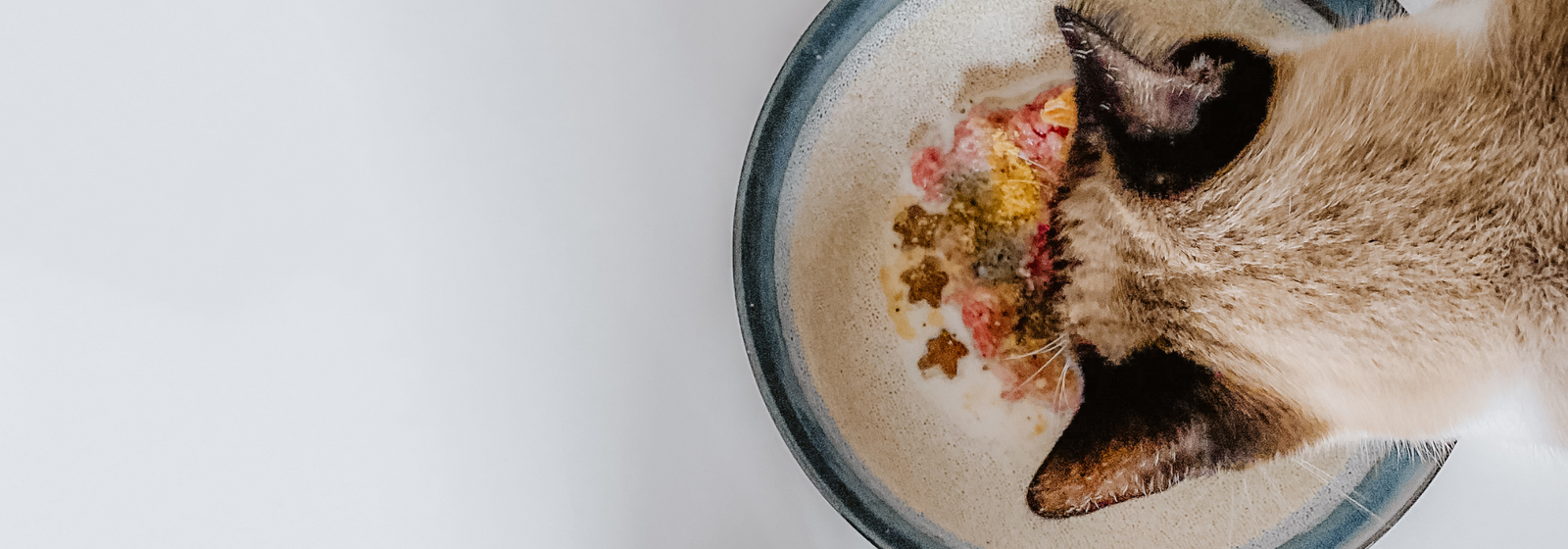 Benefits of raw feeding cats hot sale