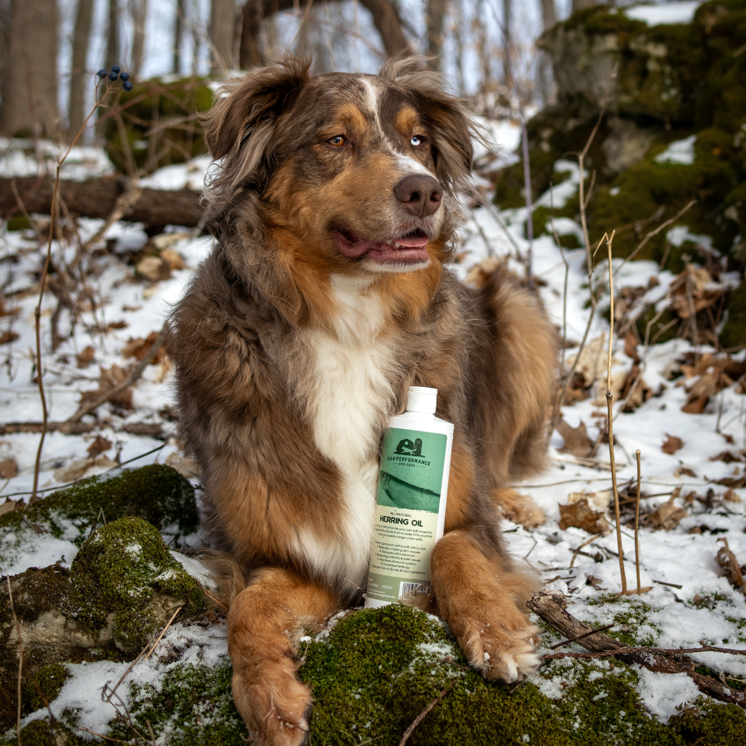 Dog Gourmet Raw Course Online photo
