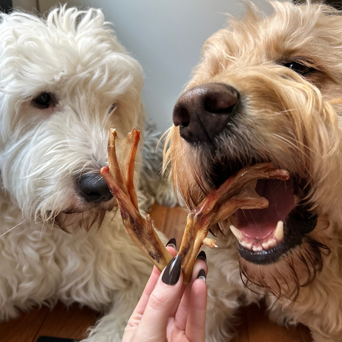 Dehydrated Duck Feet