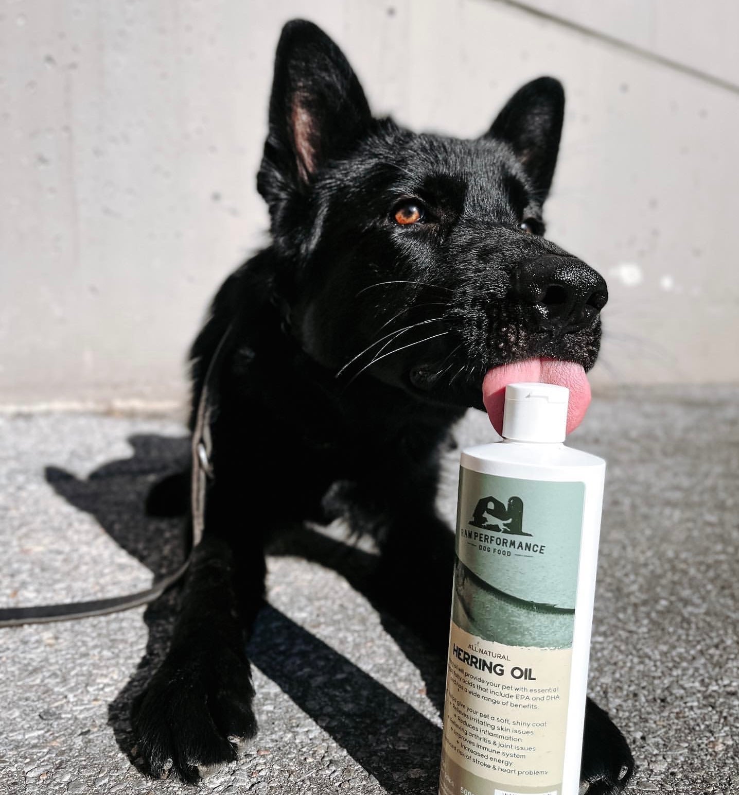 Raw Fed Dog With Herring Oil Supplement