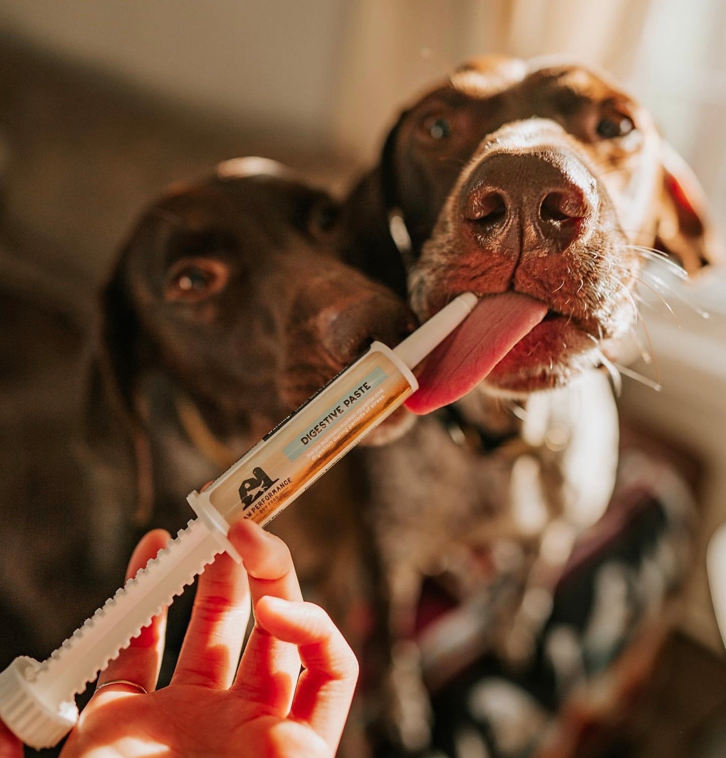 Raw Fed Dogs With Digestive Paste Supplement