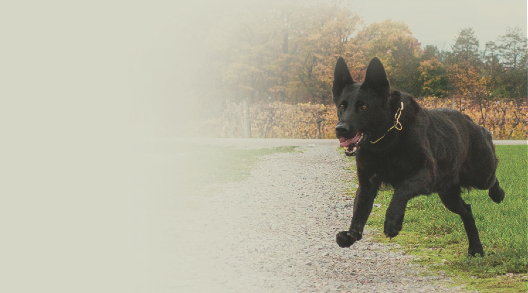 Running german Shepherd, Raw Performance Dog Food ambassador, raw dog food, breeder program, raw feeding ontario, ontario raw dog food, 