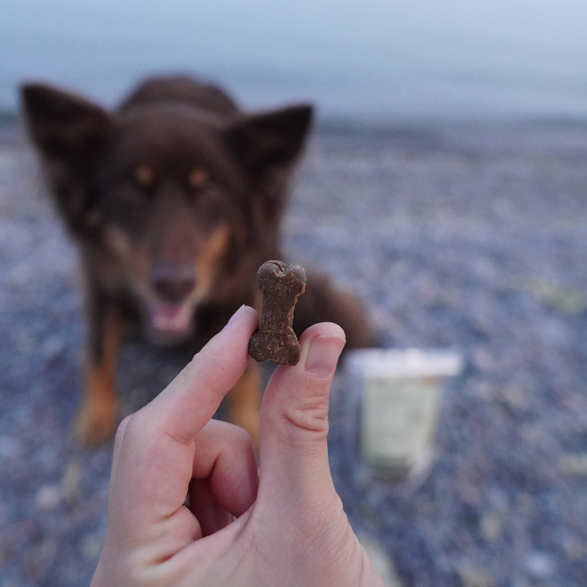 Calme + Confort Support Ashwagandha Chews 1 / 2lb