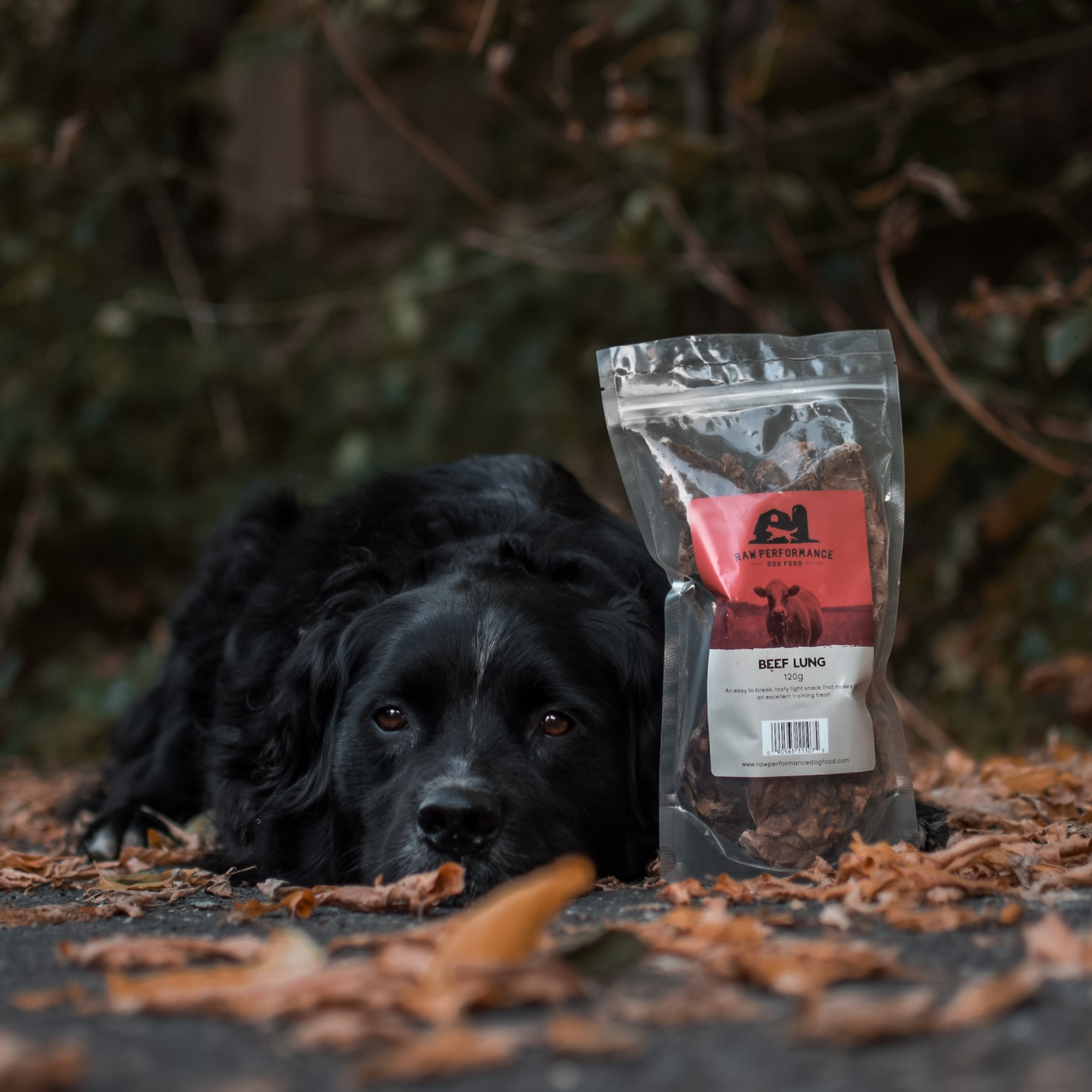 Beef Lung