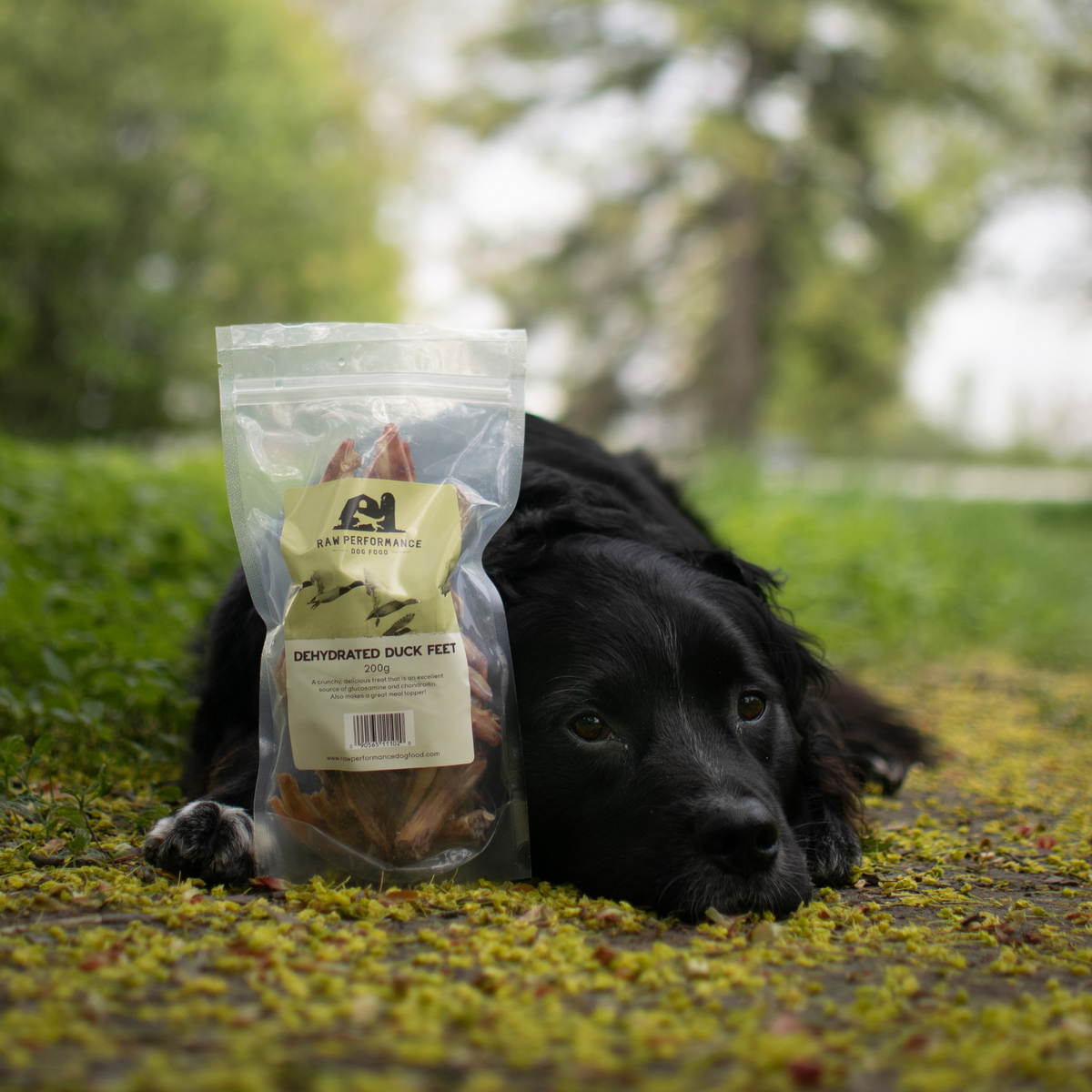 Dehydrated Duck Feet