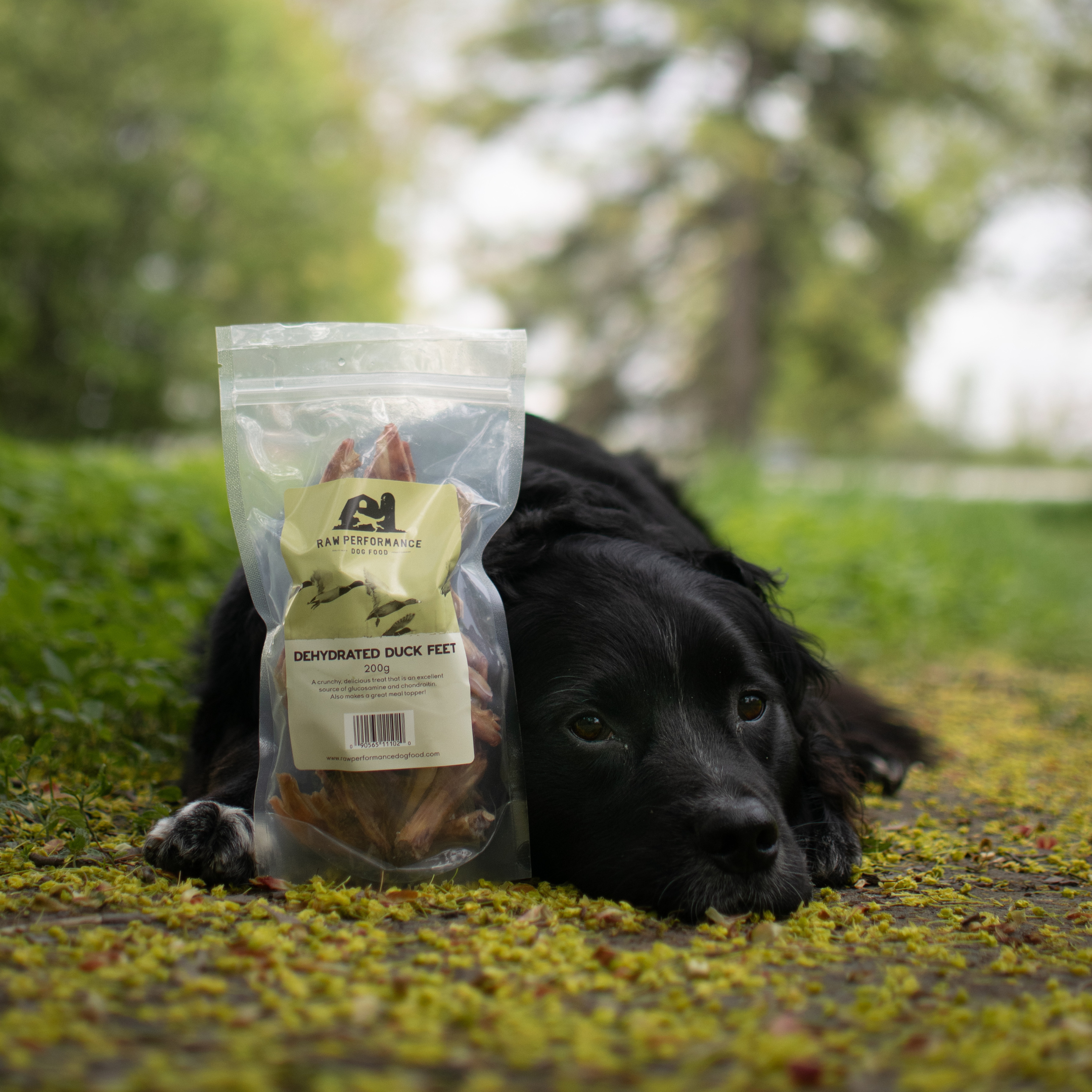 Duck Feet Raw Dog Treats Delivery Ontario Raw Performance Dog Food