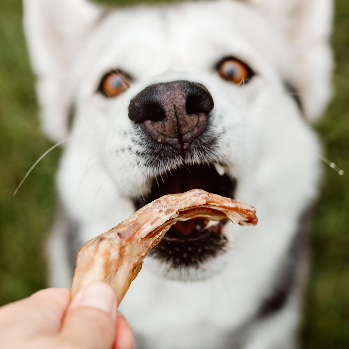Dehydrated Duck Feet