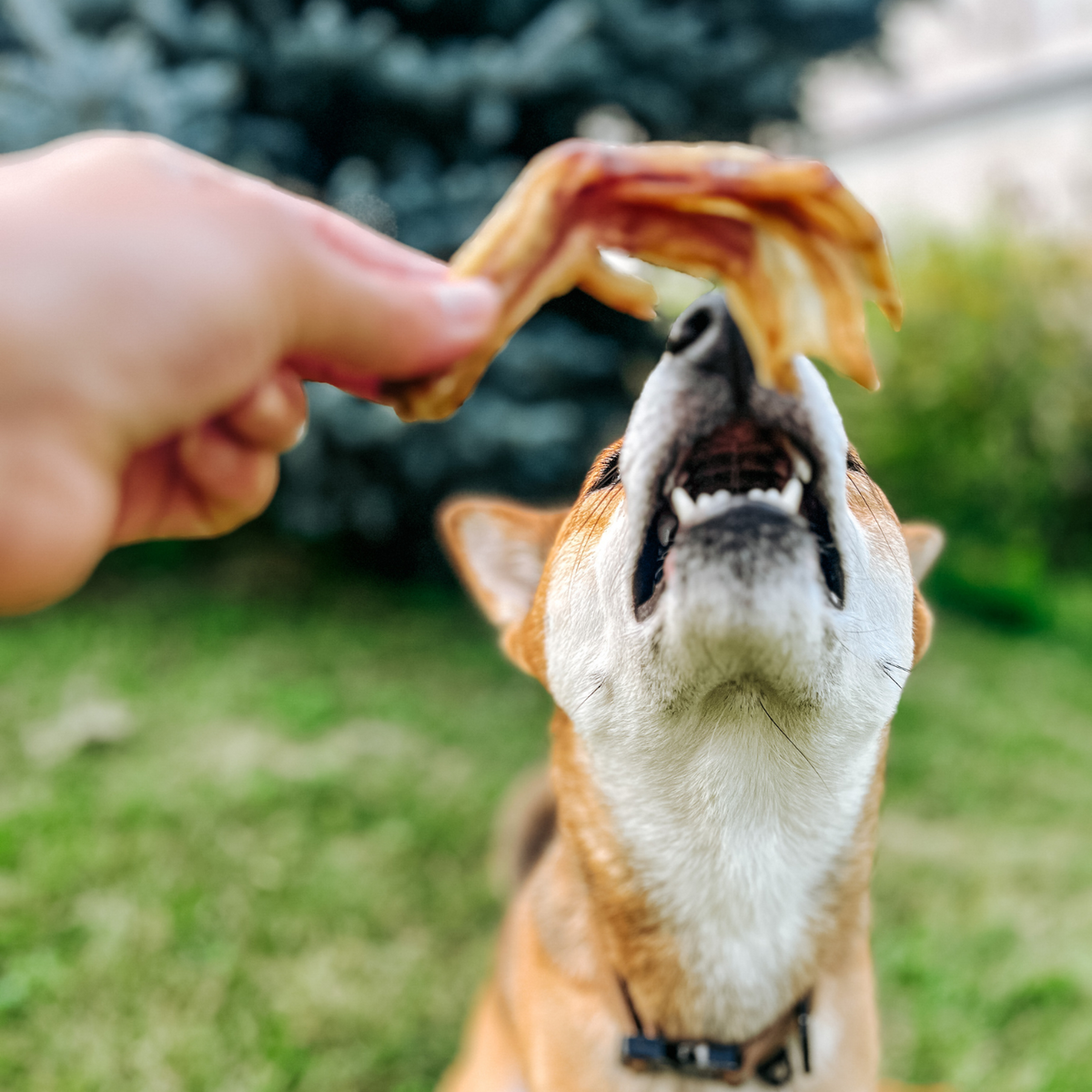 Dehydrated Duck Feet