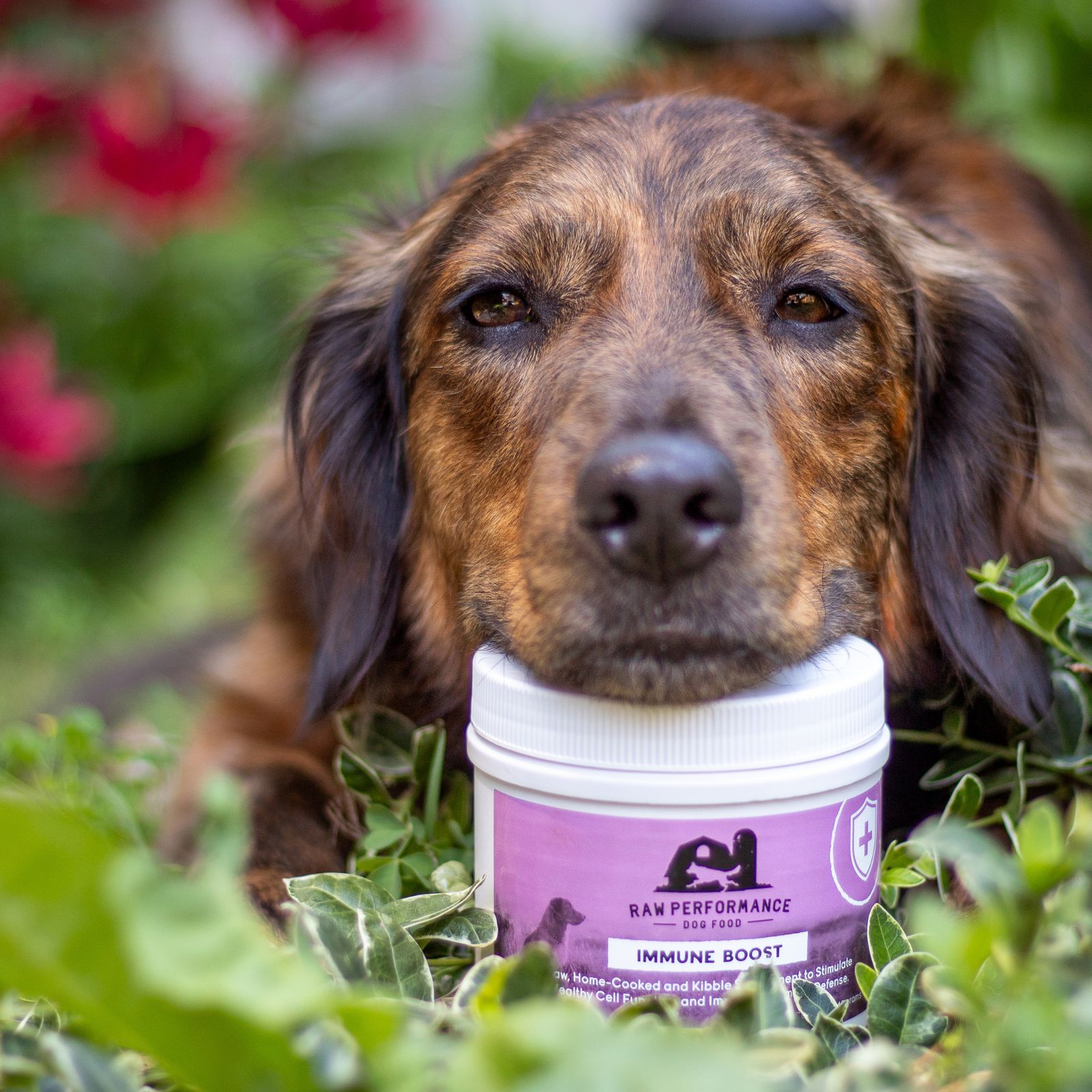 best canadian raw dog food