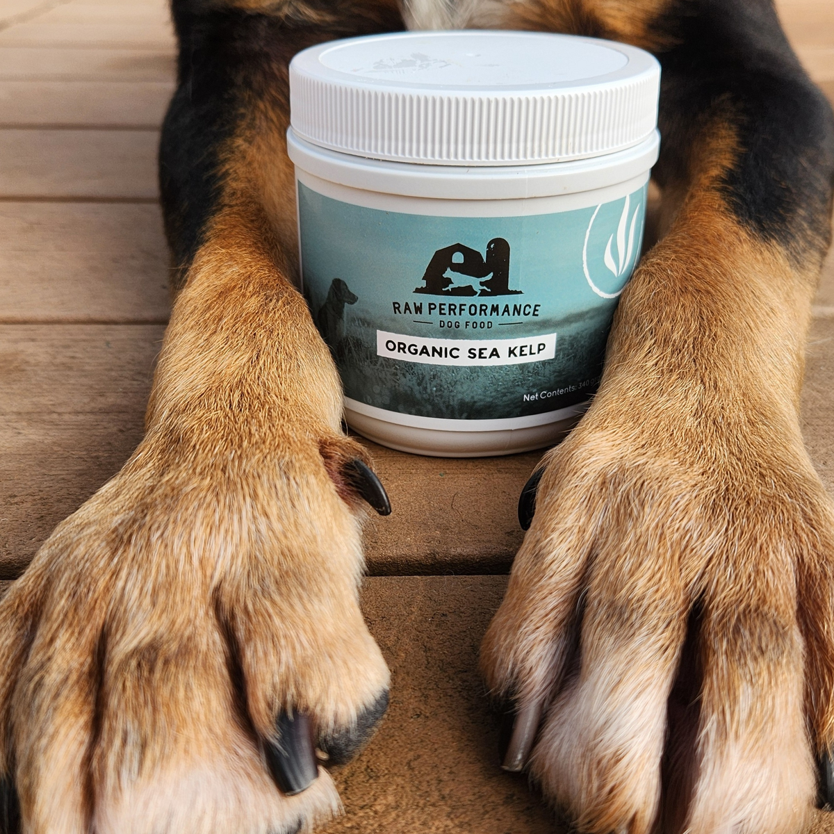 Kelp de mer biologique