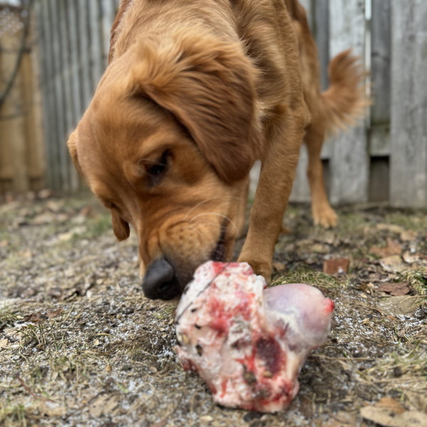 Beef Knuckle Bones (2 pack) | Raw Dog Food Delivery Ontario | Raw  Performance