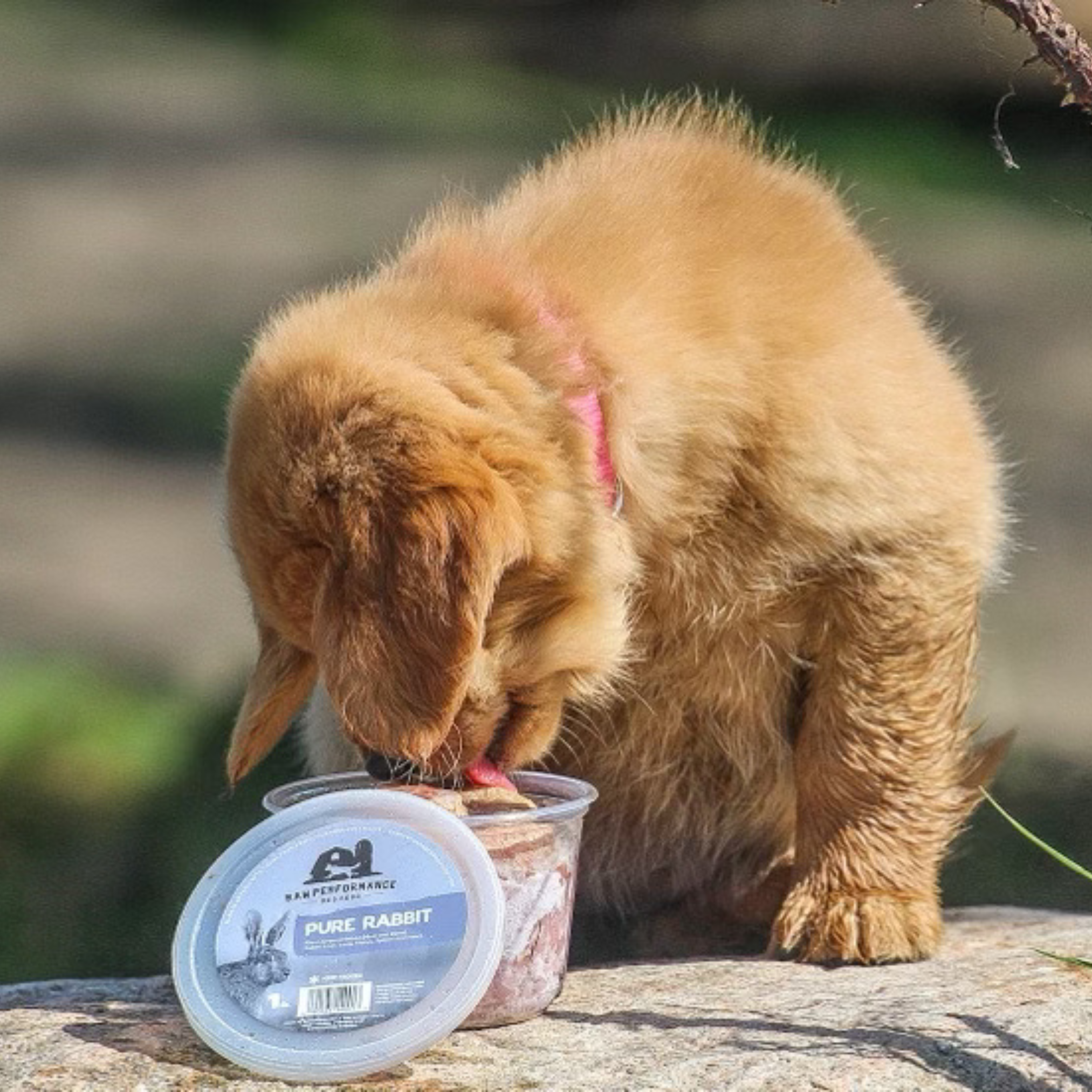 Pure Rabbit Raw Dog Food Delivery Ontario Raw Performance Dog Food