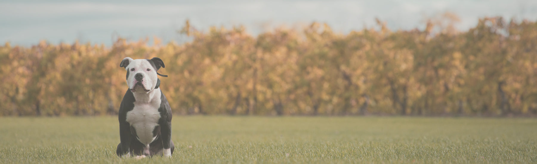 Lean raw-fed bulldog in field 