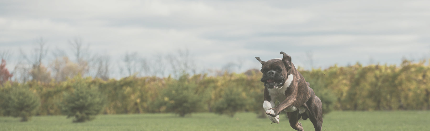 Raw Performance Dog Food ambassador,  bulldog running in field on sunny fall day