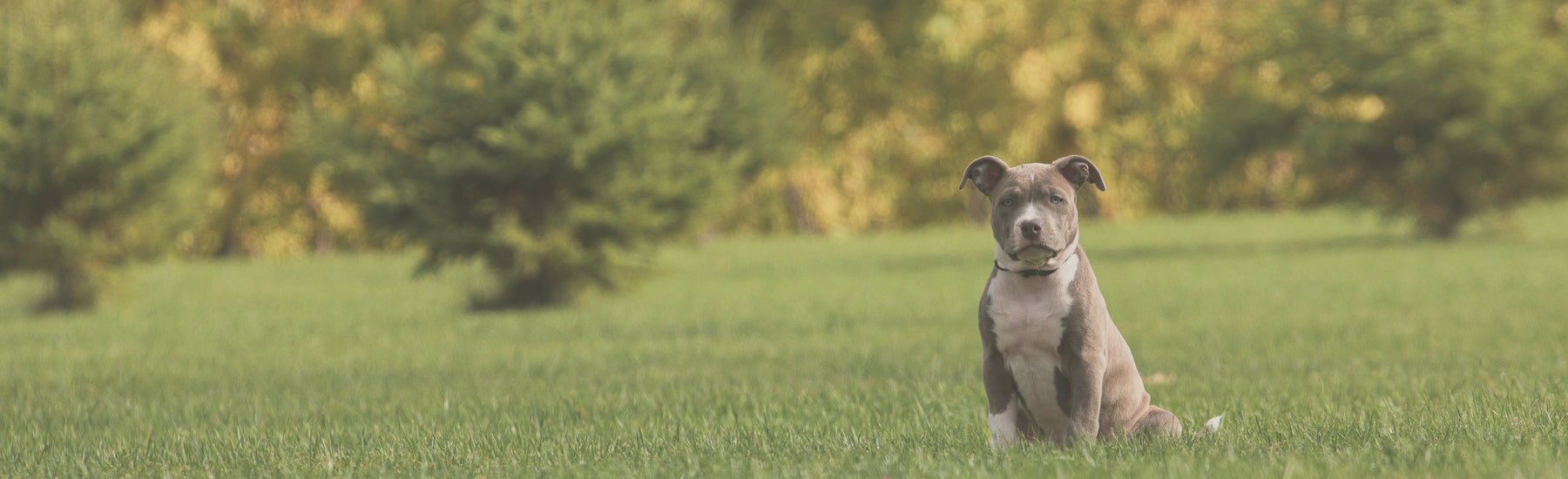 Raw Performance Dog Food ambassador, bulldog puppy sitting in field on sunny fall day