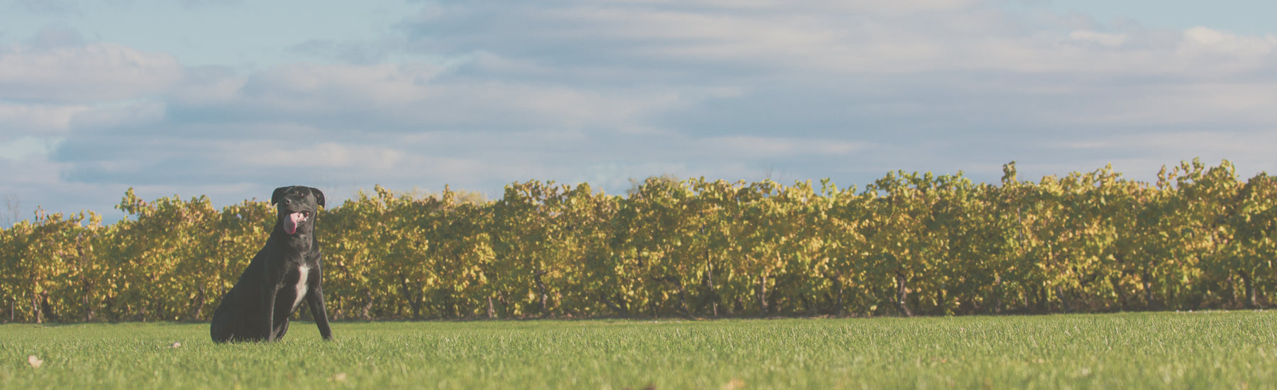 Raw Performance Dog Food ambassador, black dog sitting in field on a sunny day