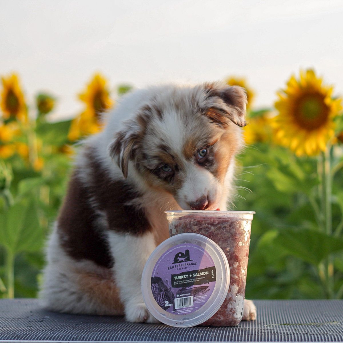 Turkey + Salmon Blend